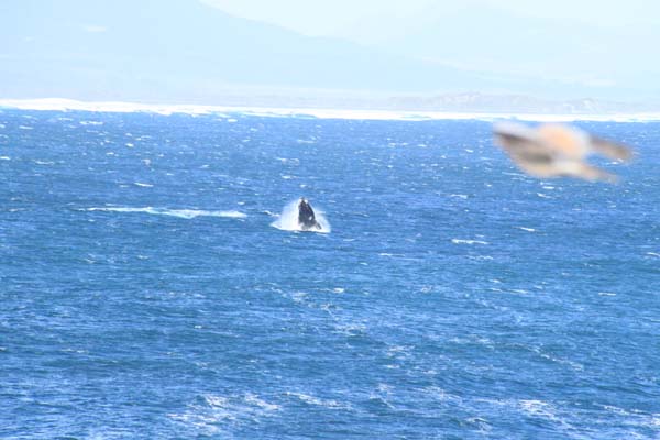 CC 2012 Impressionen 063